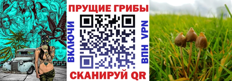Псилоцибиновые грибы GOLDEN TEACHER  наркотики  Сусуман 
